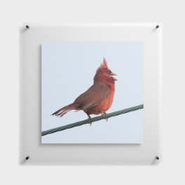 Bird on a Wire Floating Acrylic Print