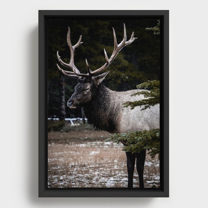 Bull Elk in the Canadian Rocky Mountains Framed Canvas