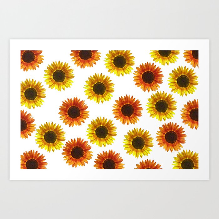 yellow orange sunflower blossoms - white Art Print