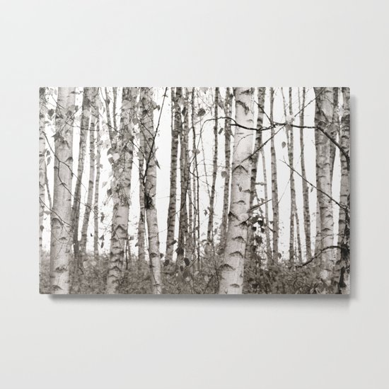 Birchwood Metal Print