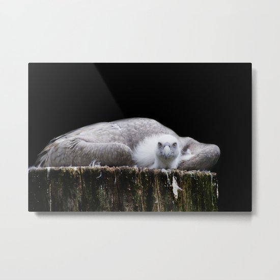 Young Griffon vulture, Gyps fulvus I Metal Print