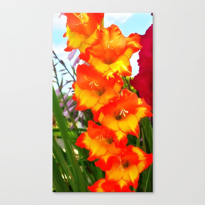 Sunset Gladiolus  Canvas Print
