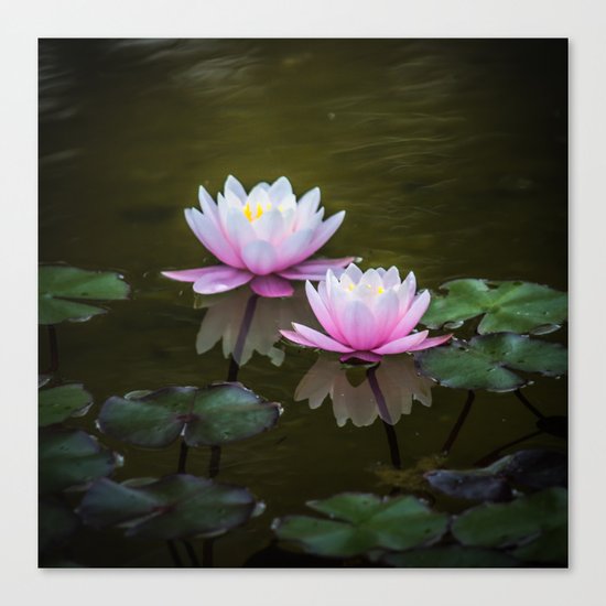 Water Lilies Canvas Print