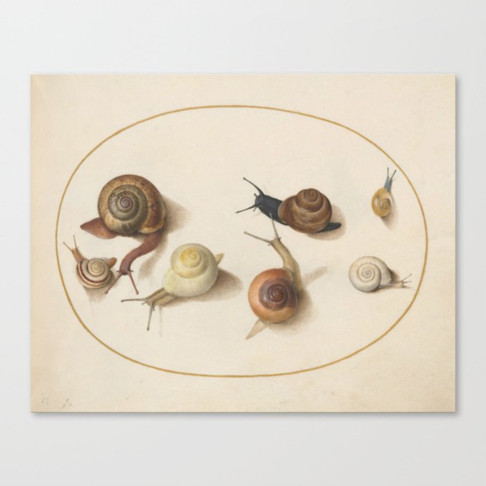 Naturalist Snails Canvas Print
