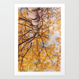 Beneath the Autumn Birch Tree - maine nature photograph Art Print