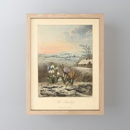 Snowdrop from "The Temple of Flora," 1812 (benefitting The Nature Conservancy) Framed Mini Art Print