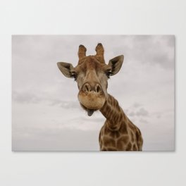 hey love! | my favorite safari animal | giraffe in Stellenbosch South Africa | photography print Canvas Print