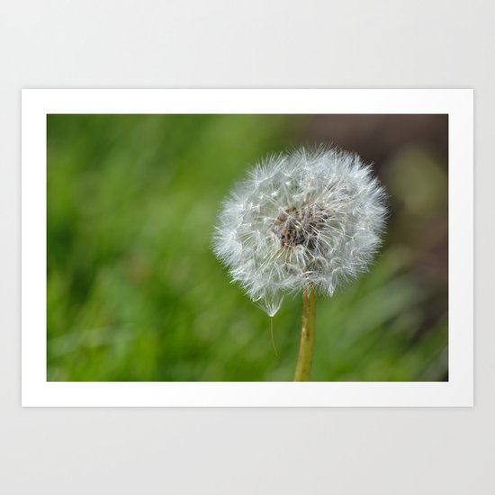 Dandelion Art Print