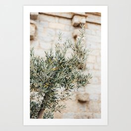 Olive tree in France | Travel Photography Corsica | Fine art photo print Art Print