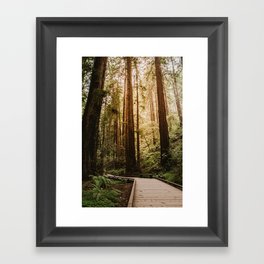 Muir Woods | California Redwoods Forest Nature Travel Photography Framed Art Print