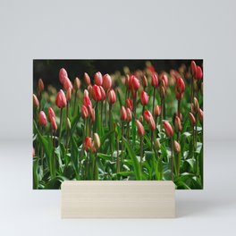 Tulips, tulips.. i know... tulips Mini Art Print