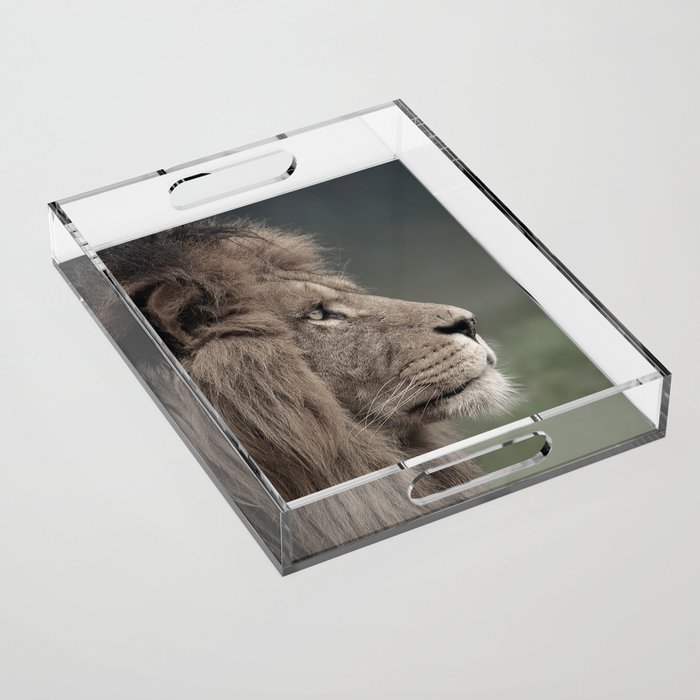 Lion Portait | King | Wildlife Photography | Photo Print Acrylic Tray