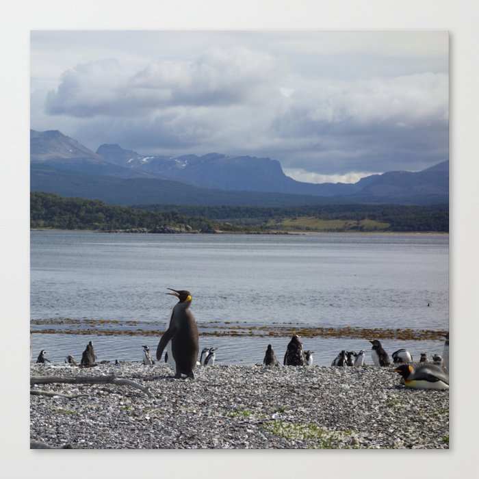 Argentina Photography - Herd Of Penguins Enjoying The Beach Canvas Print