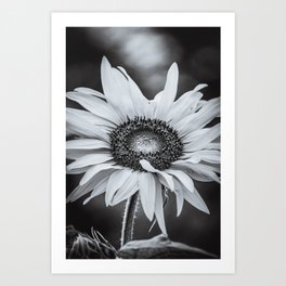 Sunflower Hour, Black and White Art Print