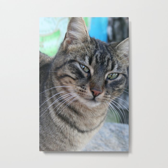 Inquisitive Tabby Cat With Green Eyes  Metal Print