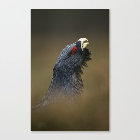 CAPERCAILLIE OUT OF THE HEATHER Canvas Print