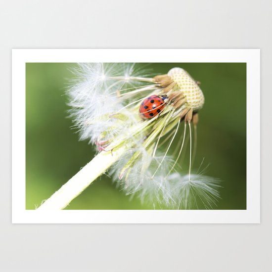 dandelion Art Print