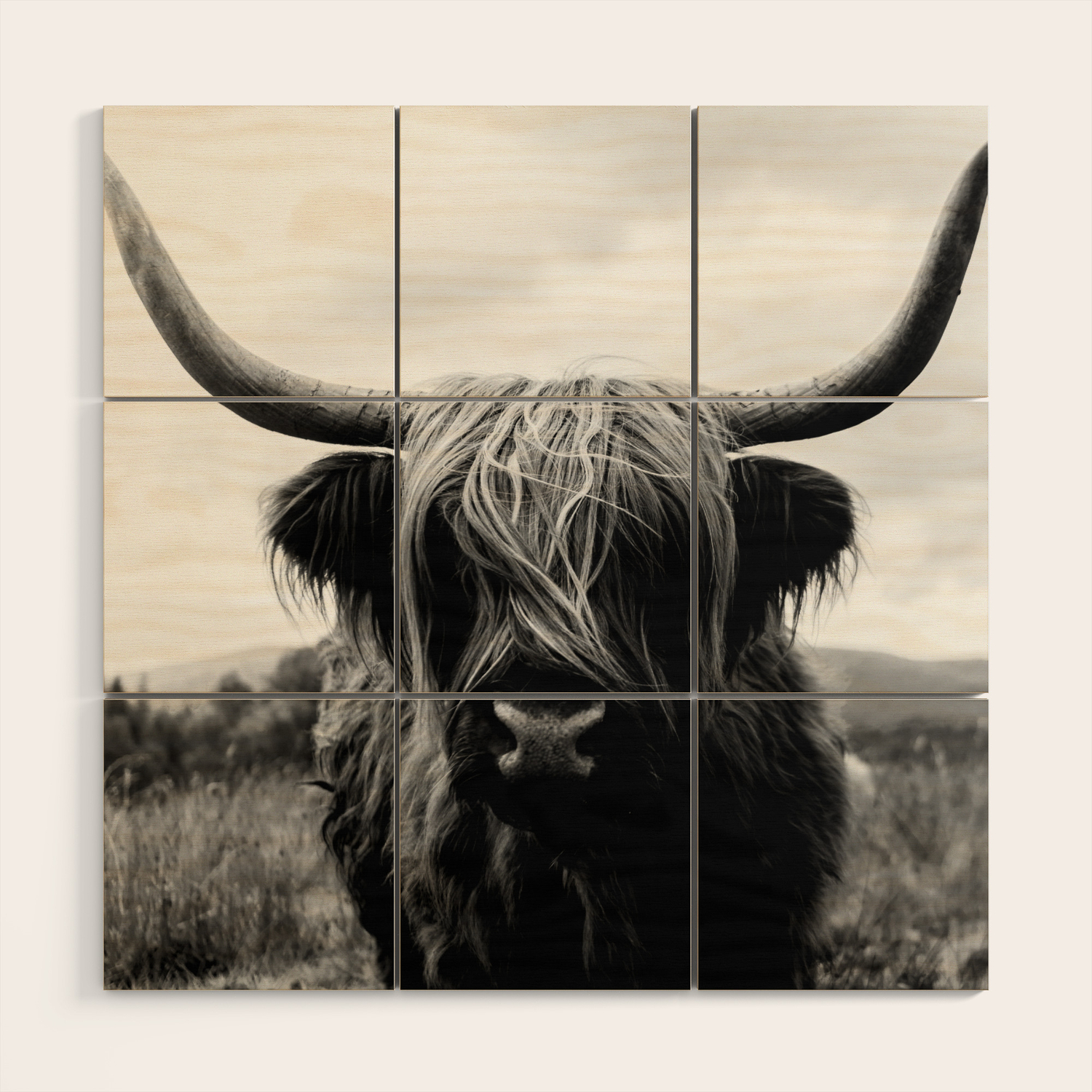 Scottish Highland Cattle Black And White Animal Wood Wall Art By