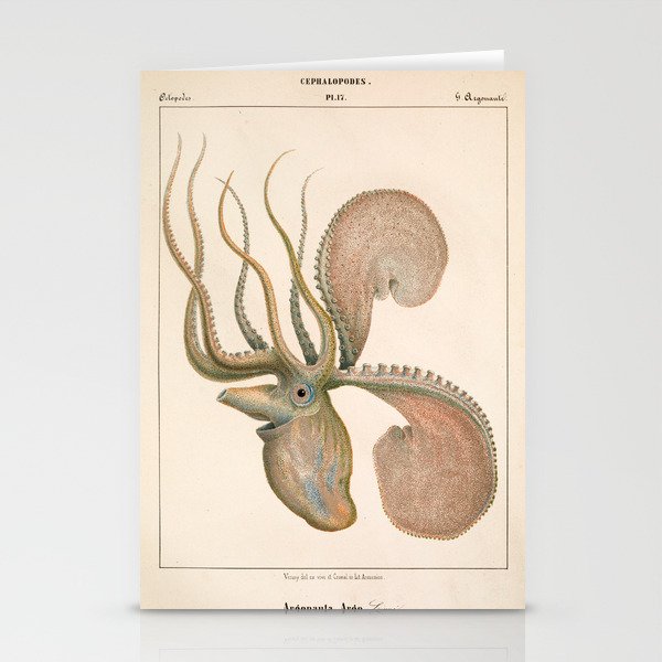 Argonauta Argo octopus (paper nautilus), 1851 Stationery Cards