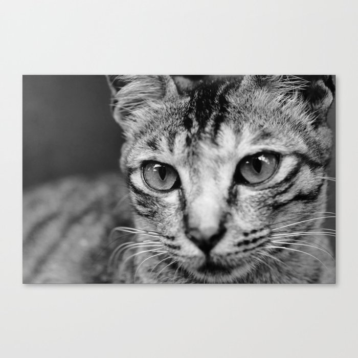 Portrait of a Feline Canvas Print