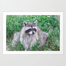 raccoon sitting on green grass Art Print