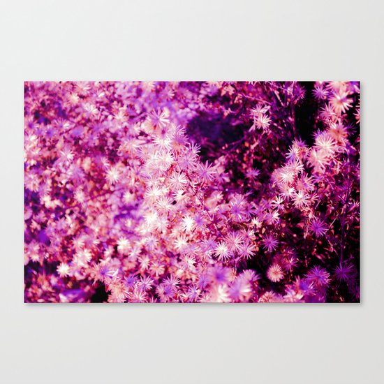 PINKY STARS Canvas Print