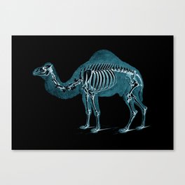 Camel X-ray - Camel Print - Camel Wall Art - Animal X-ray Canvas Print