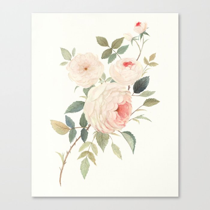 A Rose for William Morris Canvas Print