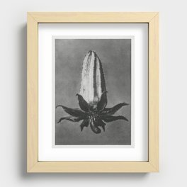 Michauxia Campanuloides (Rough–Leaved Michauxia) enlarged 8 times from Urformen der Kunst (1928) by Recessed Framed Print