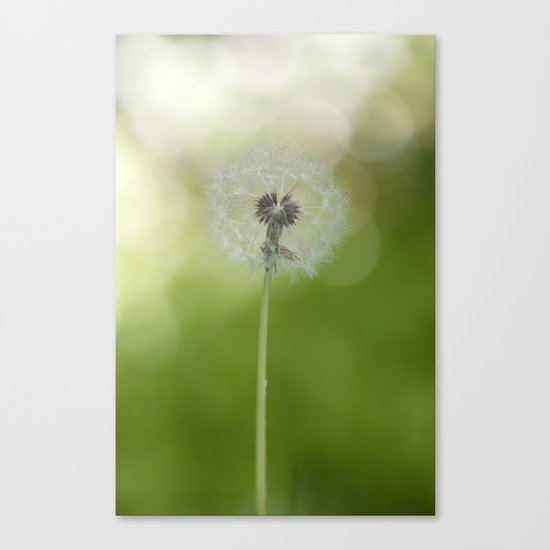 Dandelion in LOVE- Flower Floral Flowers Spring on #Society6 Canvas Print