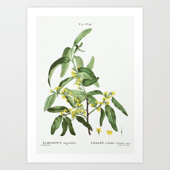 Russian olive (Elaeagnus angustifolia) from Traité des Arbres et Arbustes que l’on cultive en France Art Print