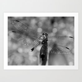 Dragonfly  #48 Art Print