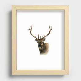 Roosevelt Elk Recessed Framed Print