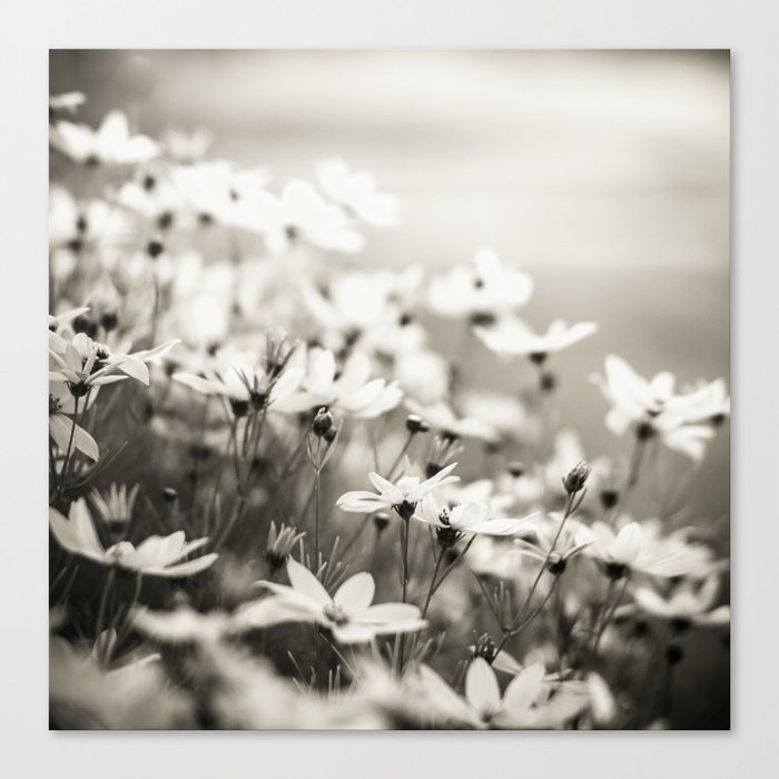 Black and White Flowers (untitled) Canvas Print