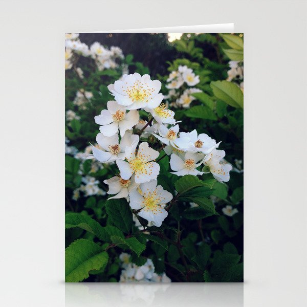 White Blooms Stationery Cards