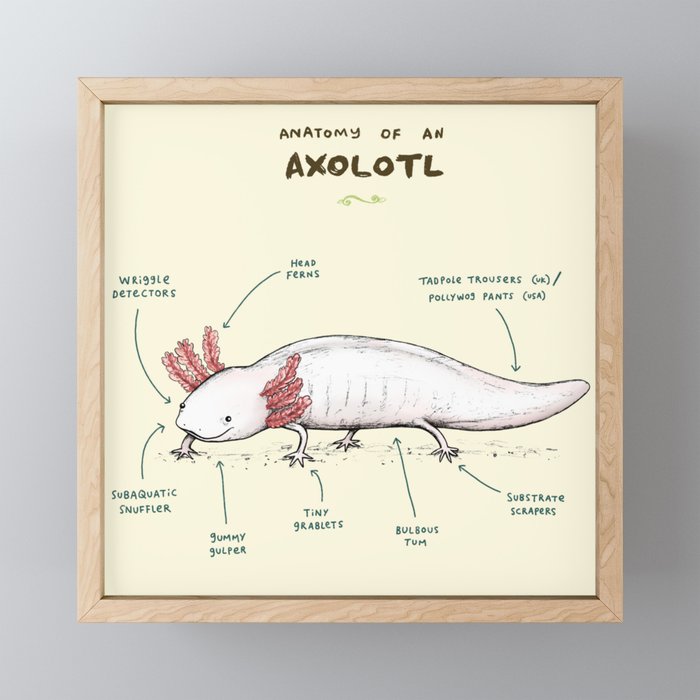 Anatomy of an Axolotl Framed Mini Art Print