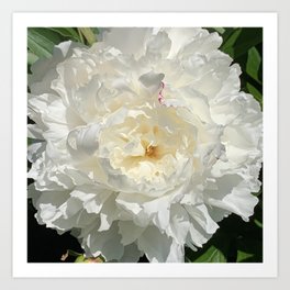 Peony in the sun Art Print