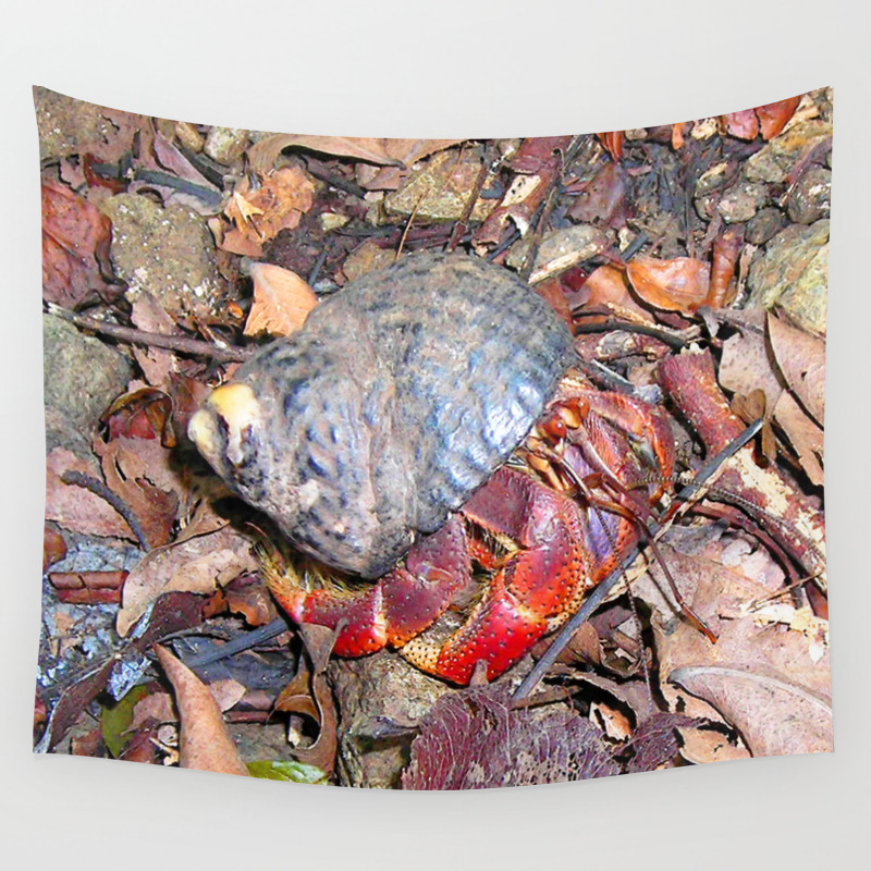 Watercolor Crustacean Hermit Crab 01 St John Usvi Soldier Boy