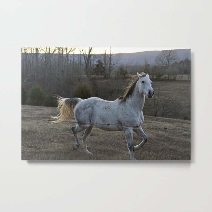 Wild Horse Metal Print