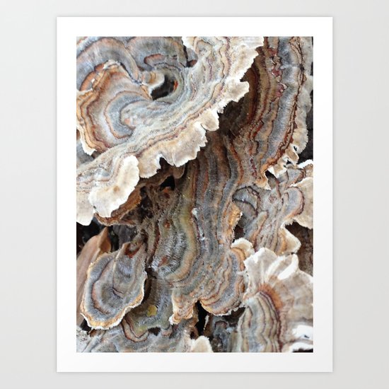 Fungi II Art Print