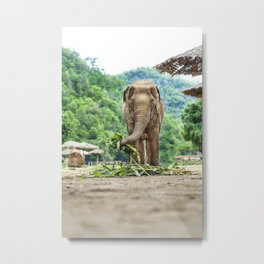Elephant Nature Park Metal Print | Beautiful, Trees, Digital, Color, Wanderlust, Asia, Earth, Discover, Thailand, Elephant 