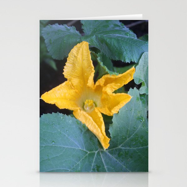 Orange-Yellow Courgette Flower Shrub Photograph Stationery Cards