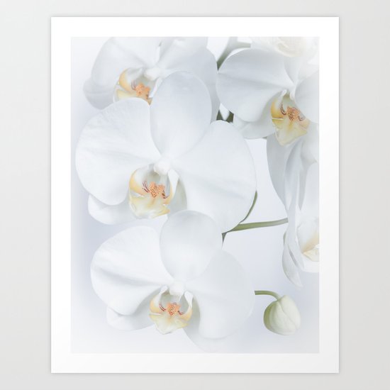 White orchids flowers pure white romantic Art Print