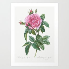 Gallic Rose, Rosa gallica regalis from Les Roses Art Print