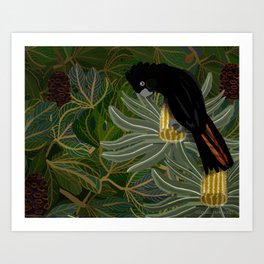 Red Tailed Black Cockatoo 2023 Art Print