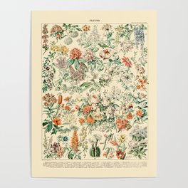 Wildflowers and Roses // Fleurs III by Adolphe Millot 19th Century Science Textbook Artwork Poster
