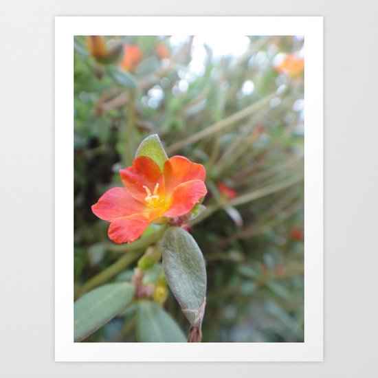 Geranium Art Print