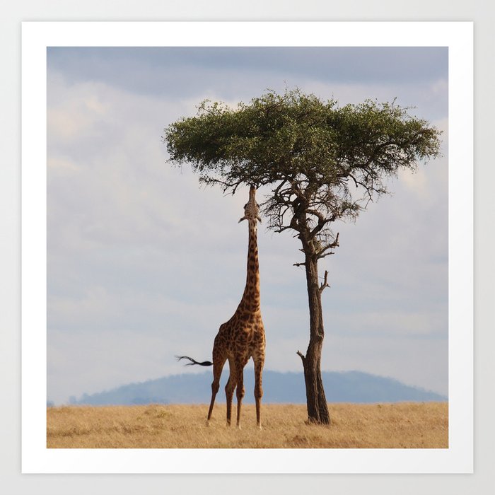 South Africa Photography - Giraffe Under An Acacias Tree Art Print