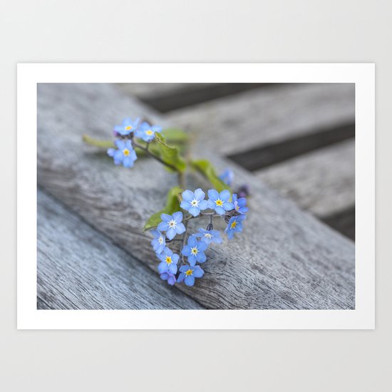 blue flower Fortget Me Not Art Print