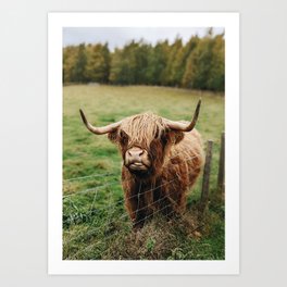 Scottish Highland Hairy Cow Art Print